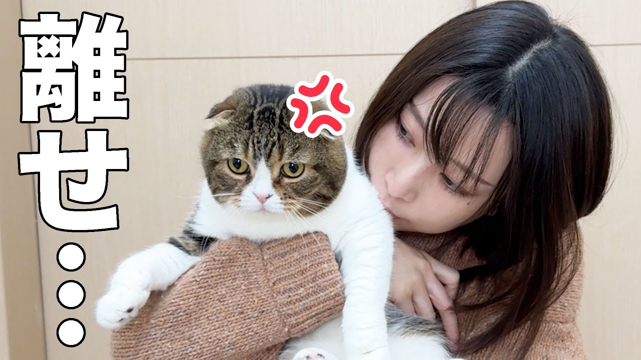 A cat lured by tulle and caught by its mother - YouTube