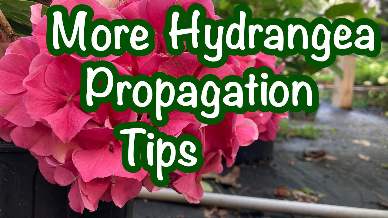Propagate Hydrangeas LIke a Pro - Part 2 💧🌿 Rooting Hydrangeas