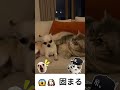 😱🐶 固まる | harden #youtubeshorts #cat #chihuahuafanclub #funny #cute