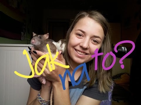 Video: Ako Chovať Potkany