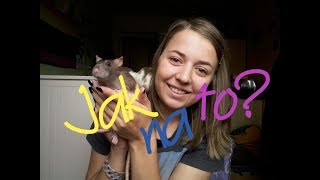 Jak si ochočit potkany