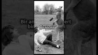 Kanguru Fotoğrafçıyı Yumrukladı… 😳🦘 #keşfet #anıt #bilgi #turkiye #belgesel #tarih #tablo #shortstr