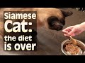 Siamese Cat: the diet is over