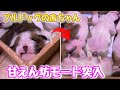 【犬の赤ちゃん】生後2週間🐶気持ちよさそうに眠るブルドッグの赤ちゃんがかわいすぎる【梅ちゃん出産記録】【へそ天】