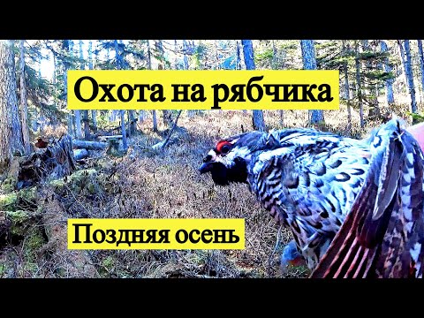 Видео: Охота на рябчика. Поздняя осень