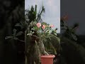 Adenium Blooming :)