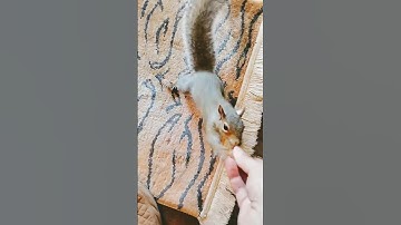 Eddie is the Leg Climber! #squirrel #cute #squirrels #wildlife