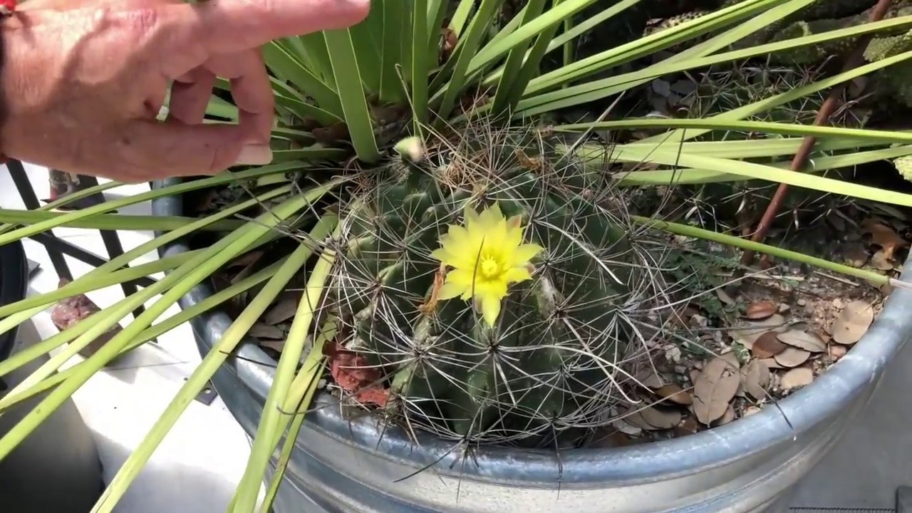 Desert Gardening: An Intro to Yucca, Cactus and Agave