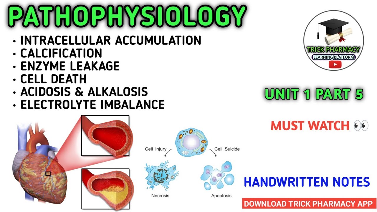 Intracellular accumulation, calcification enzyme leakage and cell death acidosis and alkalosis