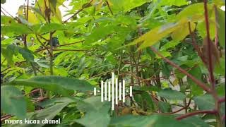 Suara pikat sogon, suara pikat burcil ribut, terbaru 2025 part 18