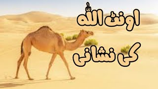 Aonth Allah k hony ki daleel  hai|The camel is a sign of God