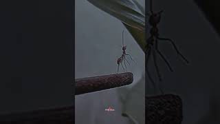 Download Lagu kata kata bijak PSHT #shorts MP3