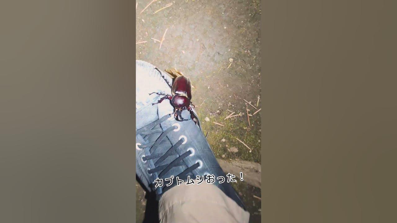 カブトムシの喧嘩