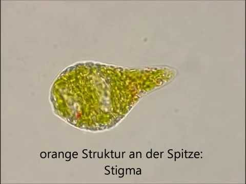 Video: Was ist Paramylon in der Biologie?