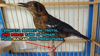 anismerahindonesia - YouTube