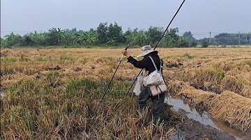 Bắt Cá Lóc Đồng Cá Trê Vàng Cá Rô Đồng Ruộng Gốc Rạ Mới Cắt Lúa @Langchaquetoi 