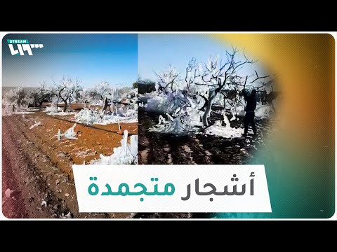 أشجار متجمدة بسبب انخفاض درجات الحرارة في ريف حلب