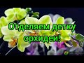 Отделяем детку орхидеи!