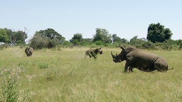 It takes a lot to save a rhino. Part 13 of 14