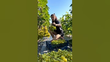 Various Grape Harvest #satisfying #shot