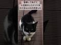寄ってきた野良猫の今 #cat #猫 #野良猫