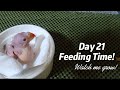 Day 21 Watch me Grow  Feeding time my Indian Ringneck April 11, 2025 #trending #like