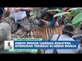 Heboh! Seekor Harimau Sumatera Ditemukan Terjerat di Kebun Warga Gampong Gulo Aceh Tenggara