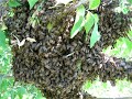 Первый рой. Пересадка в альпийский улей. The first bee swarm. Transplanting into an alpine hive.