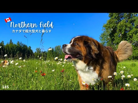 超大型犬 3頭とカナダで田舎暮らし・海外生活/庭を走る馬!ぽっちゃりなハチドリ