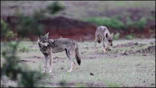 Wolf from Bhigwan | Grassland Pune