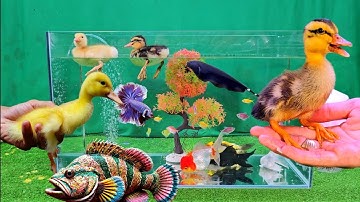 Vịt, vịt con, cá cảnh đẹp, động vật dễ thương, cá ba đuôi, cá koi, cá da trơn