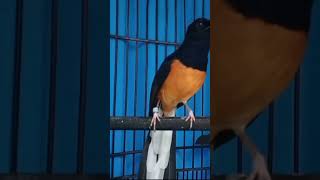 Suara burung murai 5 DETIK BIKIN EMOSI