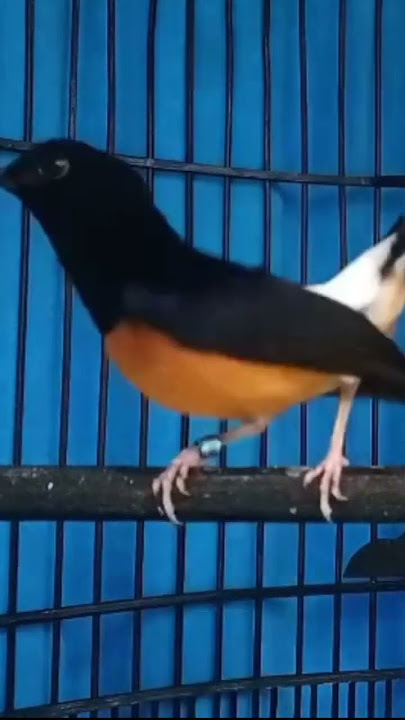 Suara burung murai 5 DETIK BIKIN EMOSI