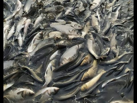 На Черкащині зарибили