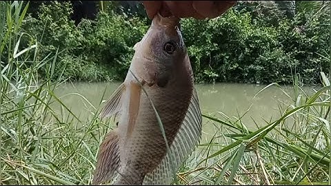 Câu đài ao hoang cá thiên nhiên, dính rô phi khủng #p1#Trongromvlog