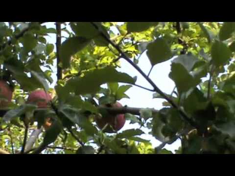 Video: Appels Val Voor Die Rypwording Van Die Appelboom Af: Waarom Val Hulle Onryp? Wat As Die Appelboom Die Vrugte Werp Voordat Dit Ryp Word?
