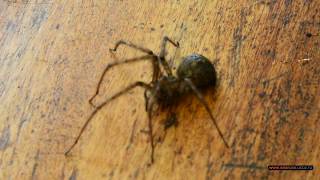Крым. Большой паук. Кто такой? Crimea. The big spider. Who it? Крым. Большой паук. Кто такой? Crimea. The big spider. Who it?