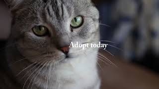 Pet Adoption PSA