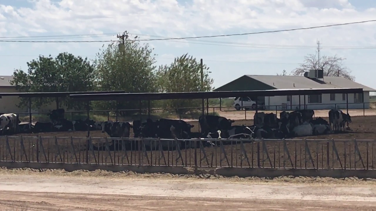 Dairy Farm on highway 238 in Maricopa, AZ YouTube