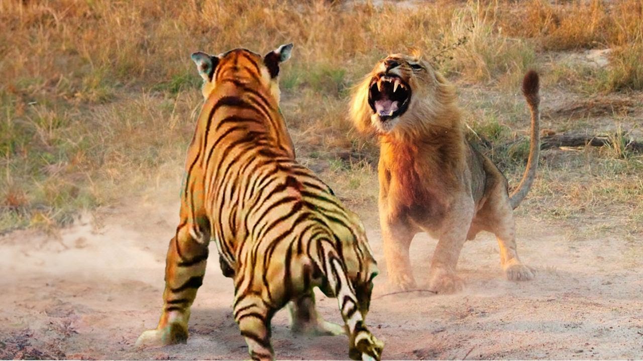 Top 93+ imagen peleas de leones contra tigres