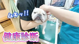 Dog that went to a medical examination【frenchbulldog】