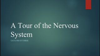 A Tour of the Nervous System