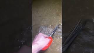 Download Lagu Catch eels in the rice fields at night  #recordmyrurallife #Outdoor fishing #Outdoor eel fishing MP3