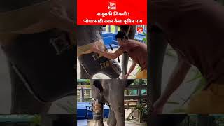 माणूसकी जिंकली ‘मोशा’साठी तयार केला कृत्रिम पाय#माणूसकीजिंकली#Mosha #ElephantCare#AnimalRescue 🐘