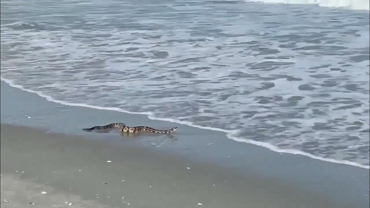 RATTLESNAKE IN THE SURF, MYRTLE BEACH STATE PARK YouTube