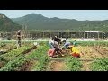 Seoul gets greener with rooftop gardening