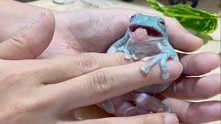 カエルの様子がおかしいので病院に連れていったら肺炎と診断されました         pneumonia of frogs by ぴよのカエルch 28,600 views 1 day ago 7 minutes, 6 seconds