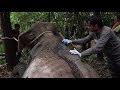Pengobatan Gajah Sumatera Terluka di Hutan Seulawah, Provinsi Aceh