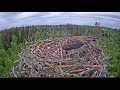 Скопа Иво и Ирис. (Эстония) Завтрак  -  Estonian Osprey Nest (Ivo & Iiris) Breakfast.