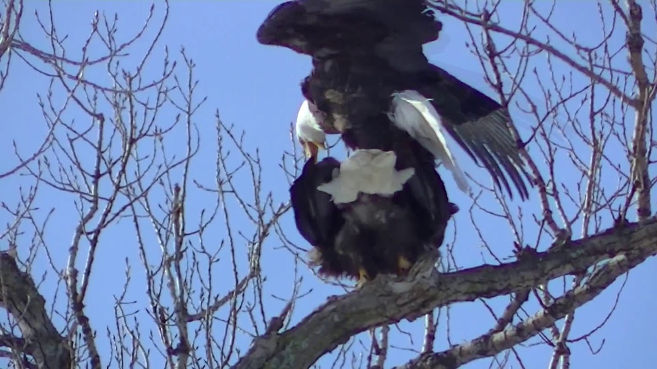 bald eagle sex Tv host asses
